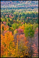 Septentrional forest in the fall. Maine, USA