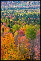 Septentrional forest in the fall. Maine, USA (color)