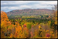 Northern forest landscape in autumn. Maine, USA ( color)