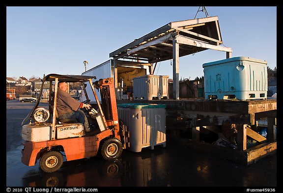 Man loading lobster crates in harbor. Stonington, Maine, USA