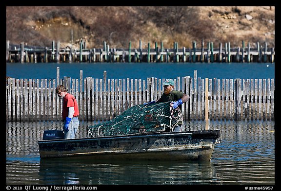 Lobstermen hauling traps. Stonington, Maine, USA