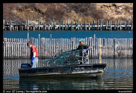 Lobstermen hauling traps. Stonington, Maine, USA (color)