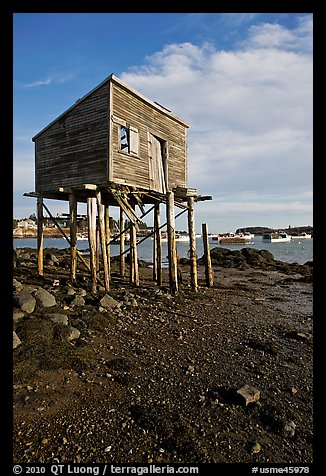 Shack on stills and harbor. Corea, Maine, USA