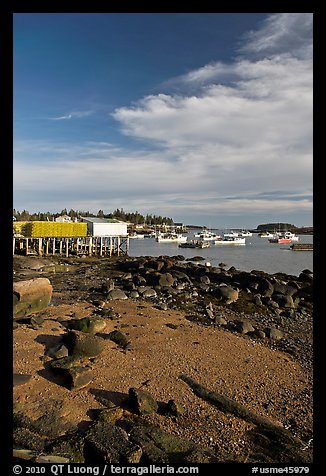 Lobster fishing fleet in harbor. Corea, Maine, USA (color)