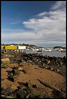 Lobster fishing fleet in harbor. Corea, Maine, USA ( color)