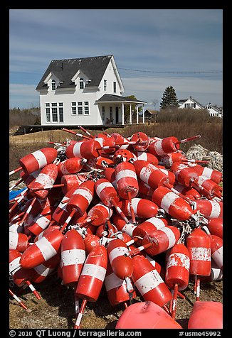 Colorful lobstering buoys. Corea, Maine, USA (color)