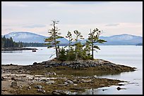 Islet with trees and low tide, and Frenchman Bay. Maine, USA