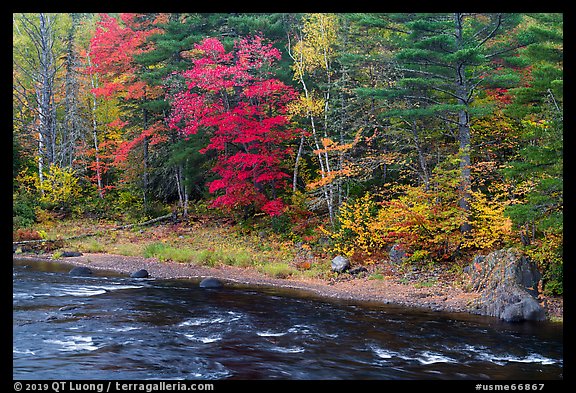 Trees in fall foliage on riverbank of East Branch Penobscot River. Katahdin Woods and Waters National Monument, Maine, USA (color)