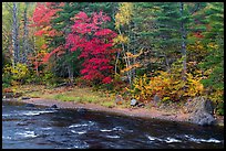 Trees in fall foliage on riverbank of East Branch Penobscot River. Katahdin Woods and Waters National Monument, Maine, USA ( color)