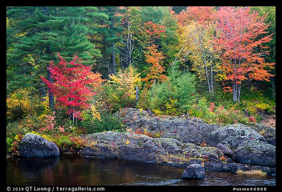 Rocks and trees in fall foliage, along East Branch Penobscot River. Katahdin Woods and Waters National Monument, Maine, USA (color)