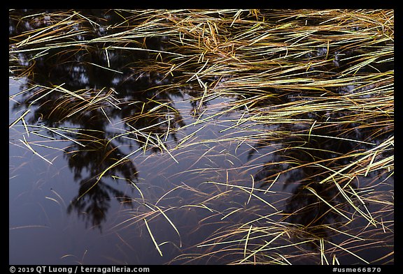 Grasses and reflections in beaver pond, Sandbank Stream. Katahdin Woods and Waters National Monument, Maine, USA (color)