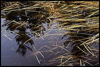 Grasses and reflections in beaver pond, Sandbank Stream. Katahdin Woods and Waters National Monument, Maine, USA ( color)