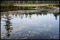 Beaver pond, Sandbank Stream. Katahdin Woods and Waters National Monument, Maine, USA ( color)