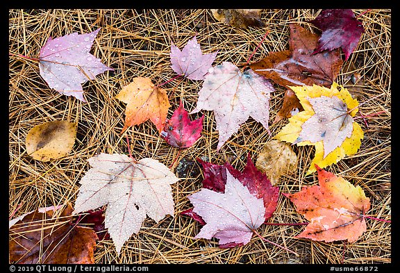 Individual fallen leaves with water drops on bed of pine needles. Katahdin Woods and Waters National Monument, Maine, USA (color)