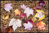 Individual fallen leaves with water drops on bed of pine needles. Katahdin Woods and Waters National Monument, Maine, USA ( color)