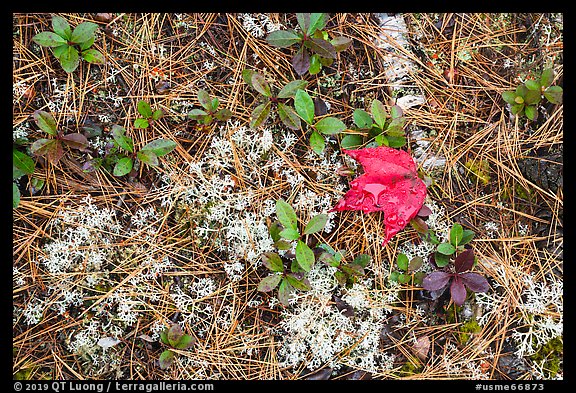 Close up of ground with pine needles, leaves, and moss. Katahdin Woods and Waters National Monument, Maine, USA (color)