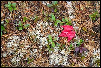 Close up of ground with pine needles, leaves, and moss. Katahdin Woods and Waters National Monument, Maine, USA ( color)