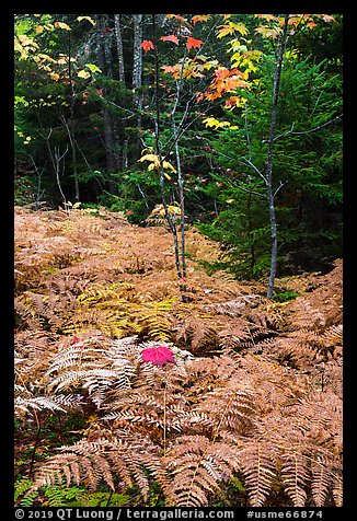 Ferns, maples, and spruce in autumn. Katahdin Woods and Waters National Monument, Maine, USA (color)