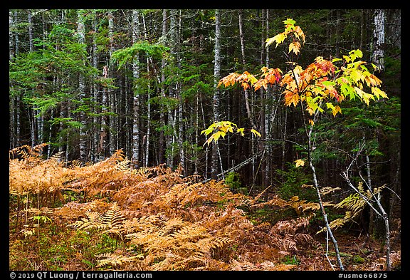 Ferns and forest on glacial esker. Katahdin Woods and Waters National Monument, Maine, USA (color)