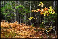 Ferns and forest on glacial esker. Katahdin Woods and Waters National Monument, Maine, USA ( color)