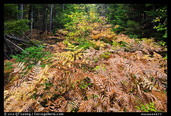 Ferns in autumn, Esker Trail. Katahdin Woods and Waters National Monument, Maine, USA (color)
