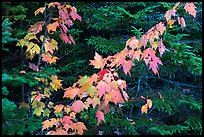 Orange mapple leaves and spruce. Katahdin Woods and Waters National Monument, Maine, USA ( color)