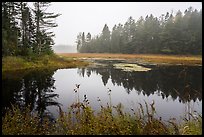 Pond in fog, Sandbank Stream. Katahdin Woods and Waters National Monument, Maine, USA ( color)