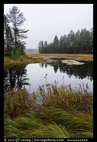 Grasses and pond, Sandbank Stream. Katahdin Woods and Waters National Monument, Maine, USA (color)