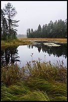 Grasses and pond, Sandbank Stream. Katahdin Woods and Waters National Monument, Maine, USA ( color)