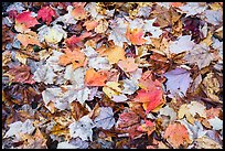 Tapestry of colorful fallen leaves. Katahdin Woods and Waters National Monument, Maine, USA ( color)