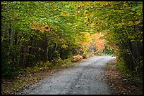 Katahdin Loop Road and trees. Katahdin Woods and Waters National Monument, Maine, USA ( color)