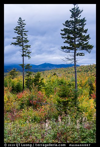 Two spruce trees amongst northern hardwood forest in autumn. Katahdin Woods and Waters National Monument, Maine, USA (color)