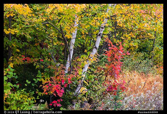 Early forest in autumn with colorful leaves. Katahdin Woods and Waters National Monument, Maine, USA (color)