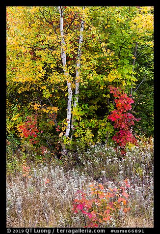 Birch and maple in early growth successional forest. Katahdin Woods and Waters National Monument, Maine, USA (color)