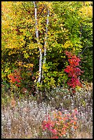Birch and maple in early growth successional forest. Katahdin Woods and Waters National Monument, Maine, USA ( color)