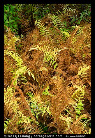 Ferns in autumn. Katahdin Woods and Waters National Monument, Maine, USA (color)