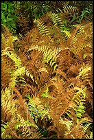 Ferns in autumn. Katahdin Woods and Waters National Monument, Maine, USA ( color)