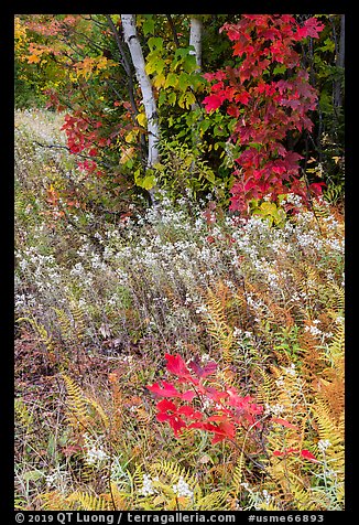 Wildflowers, ferns, and maple in meadow. Katahdin Woods and Waters National Monument, Maine, USA (color)