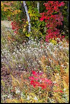 Wildflowers, ferns, and maple in meadow. Katahdin Woods and Waters National Monument, Maine, USA ( color)