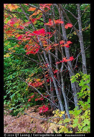 Maple with red leaves. Katahdin Woods and Waters National Monument, Maine, USA (color)