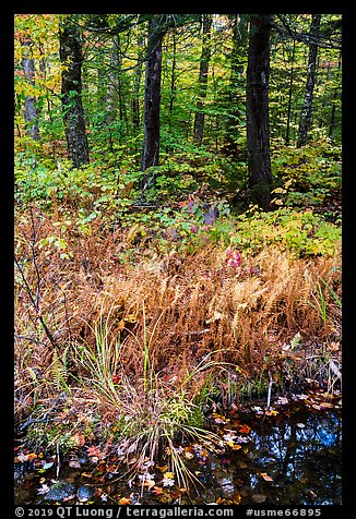 Pond, ferms and hardwood forest. Katahdin Woods and Waters National Monument, Maine, USA (color)