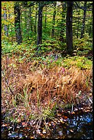 Pond, ferms and hardwood forest. Katahdin Woods and Waters National Monument, Maine, USA ( color)