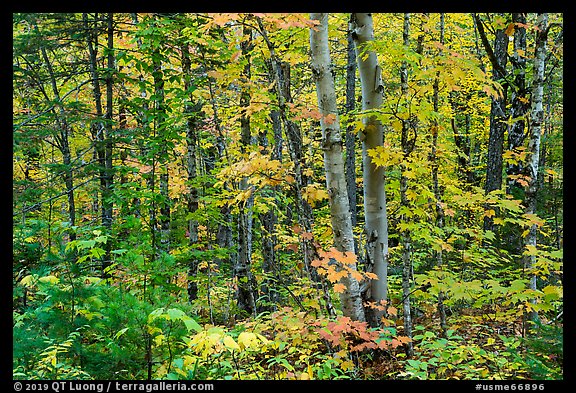 Deciduous northern hardwood forest in autumn. Katahdin Woods and Waters National Monument, Maine, USA (color)