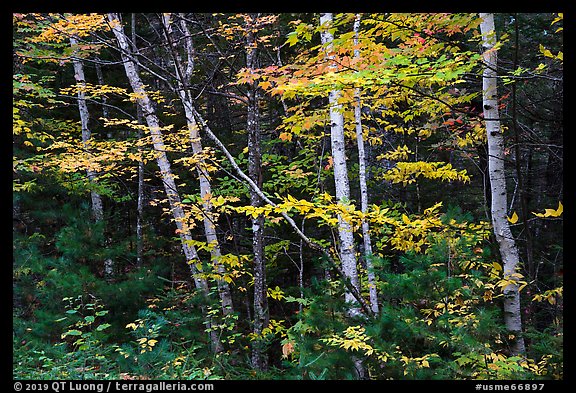 Early forest with birch trees in autumn. Katahdin Woods and Waters National Monument, Maine, USA (color)