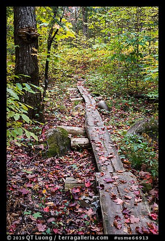 Boardwalk. Katahdin Woods and Waters National Monument, Maine, USA (color)