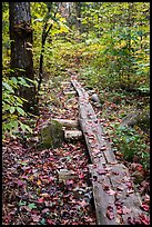 Boardwalk. Katahdin Woods and Waters National Monument, Maine, USA ( color)