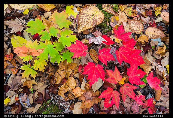 Close-up of autumn leaves. Katahdin Woods and Waters National Monument, Maine, USA (color)