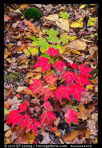 Red and green leaves on forest floor. Katahdin Woods and Waters National Monument, Maine, USA (color)