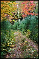 Overgroth former Wassatotaquoik Road. Katahdin Woods and Waters National Monument, Maine, USA ( color)