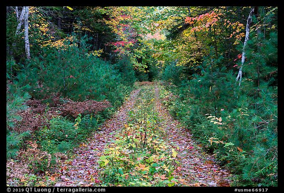 Wassatotaquoik Road in autumn. Katahdin Woods and Waters National Monument, Maine, USA (color)